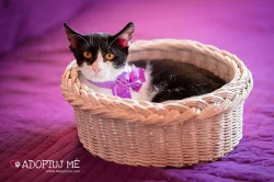 Kocourek hledá domov